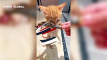 Balık yiyen minik kedinin görüntüleri viral oldu