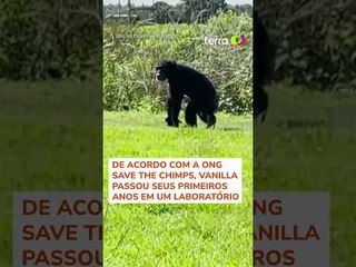 Chimpanzé de 28 anos se impressiona ao ver o céu pela primeira vez
