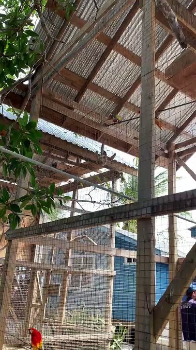 Les perroquets sont des imbéciles pour grimper paresseux