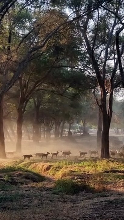 Pack of Wild Dogs Hunt Herd of Buffalo