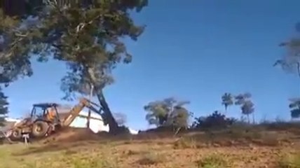 Heavy Equipment destroys the tree and fall on it