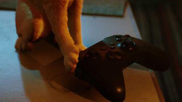 STRAY sortie le 10 août 2023 sur Xbox