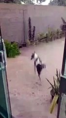 Video.... The dog danced in the desire to catch the rain drops