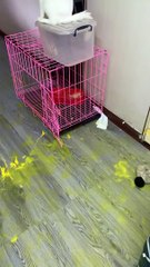 Dog Makes a Mess With Yellow Paint