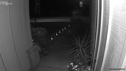 Cat Who Plays The Chimes