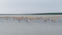 Pulicat Lake 2021 Birds views   Saltwater Lake Flamingo Birds Sriharikota  ISRO  PSLV GSLV