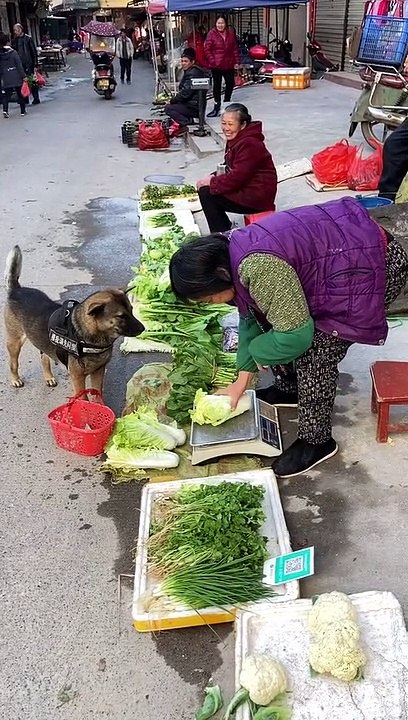 Perrito hace compras en el mercado
