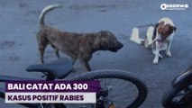 Bali Catat Ada 300 Kasus Positif Rabies, 4 Meninggal Dunia