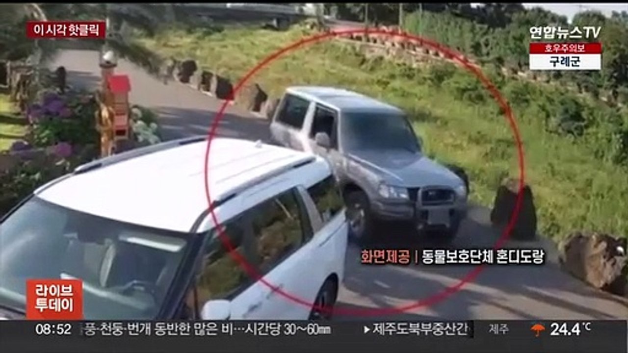[핫클릭] "길 막아 홧김에" 공기총으로 길고양이 쏜 60대 外