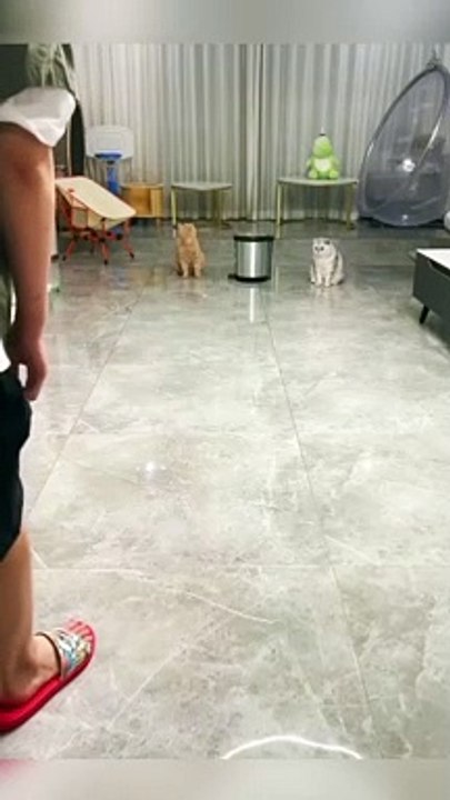 Kucing bermain bola voli