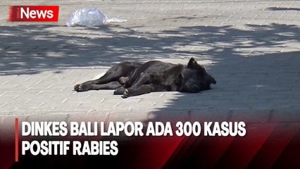 Dinkes Bali Laporkan 300 Kasus Positif Rabies, 4 Korban Meninggal Dunia
