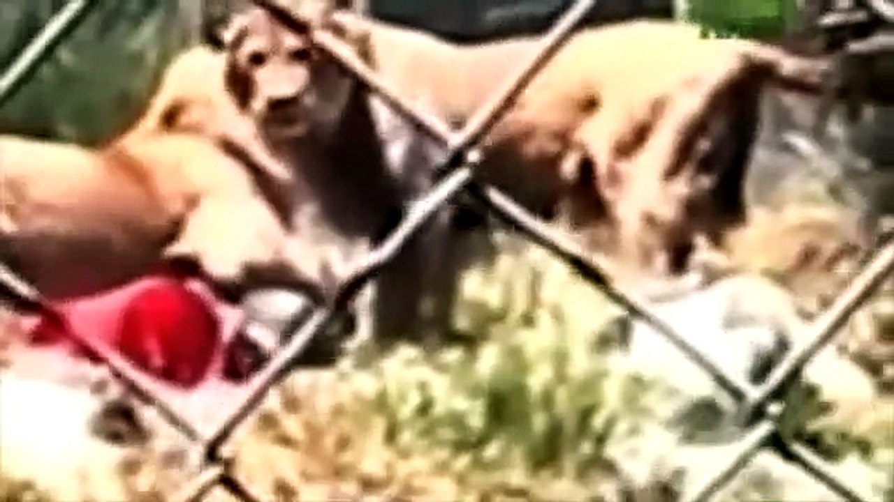 Animals Attack on human, deadly attacks, Compilation