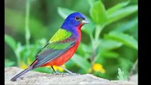 Most Beautiful Birds from around the World -- Incredibly Beautiful Birds