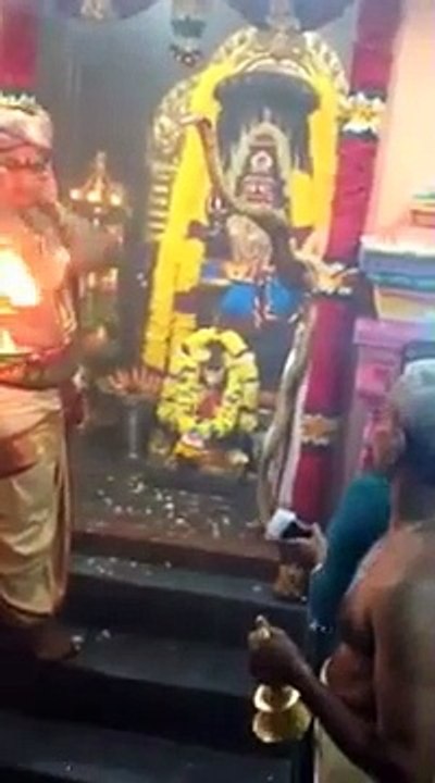 Man plays with Most Venomous Snake -- World's Largest Snake king cobra