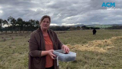 'God's gift': Dung beetles a boon for farming soils