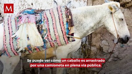 Impactante video muestra maltrato animal en plena vía pública