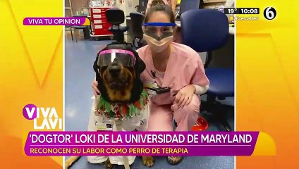 'Dogtor' Loki es reconocido por su labor como perro de terapia
