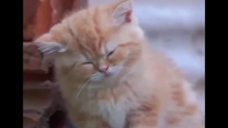 Funny Cat Videos - Cute Cats Doing Funny Things Compilation