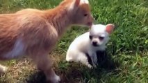 CUTE BABY GOATS - Funny Newborn Goats