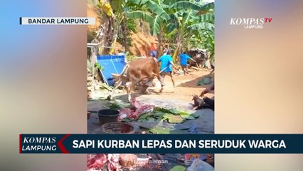 Sapi Kurban di Masjid At-Taqwa Lepas dan Seruduk Warga