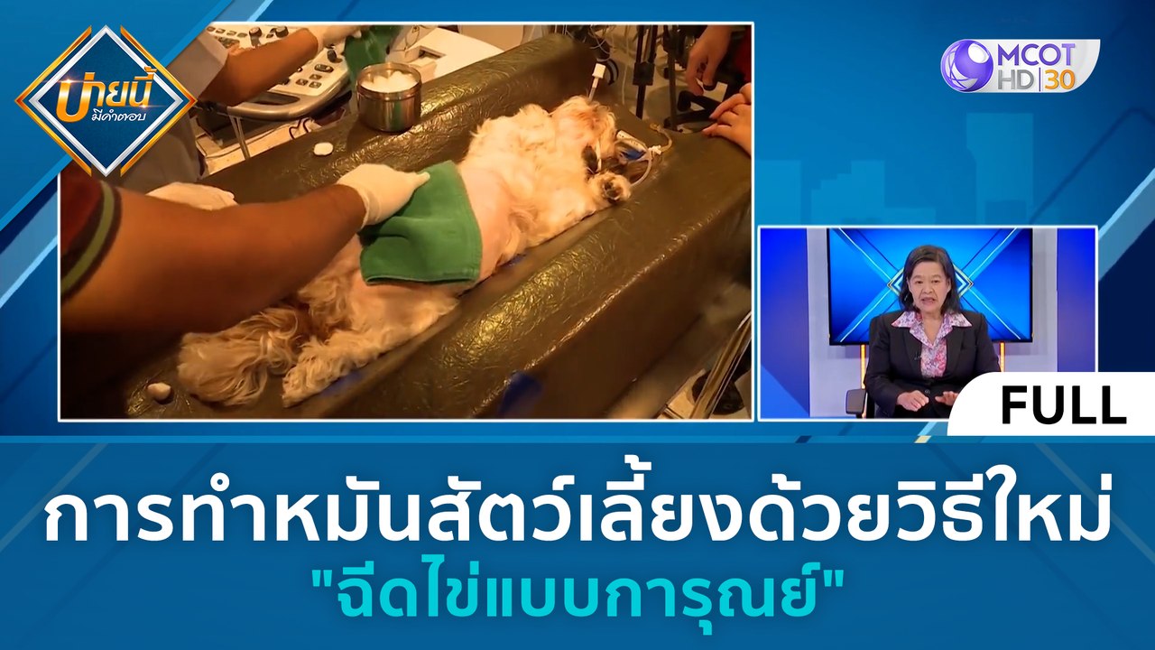 (คลิปเต็ม) การทำหมันสัตว์เลี้ยงด้วยวิธีใหม่ 'ฉีดไข่แบบการุณย์' | บ่ายนี้มีคำตอบ (29 มิ.ย. 66)