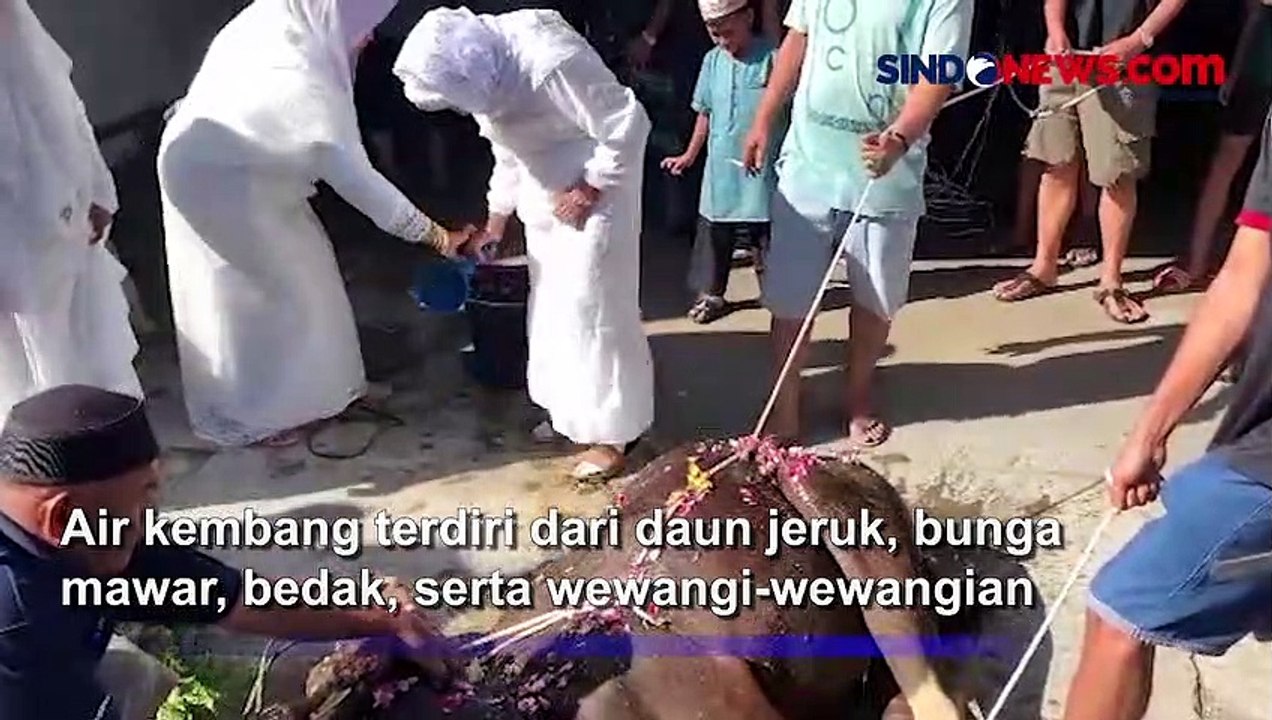 Tradisi Unik, Hewan Kurban di Kota Padang Mandi Kembang dan Didandani sebelum Dipotong