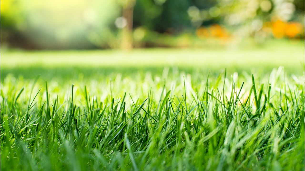 Die ein-drittel-regel fürs rasenmähen