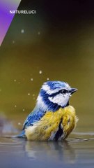 Cinematic Wild Birds 2