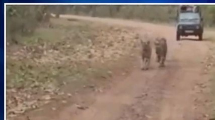 मंडला: शावकों से बिछड़ी मां को ढूंढने में जुटा कान्हा प्रबंधन,अब तक सारे जतन फैल