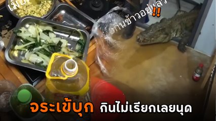 ช็อก ! กินข้าวอยู่ดี ๆ จระเข้บุกบ้าน ตัวอย่างใหญ่ สงสัยน้องจะหิว