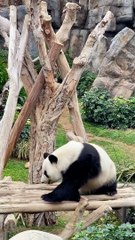 Panda Ying Ying Lying Down And Eat