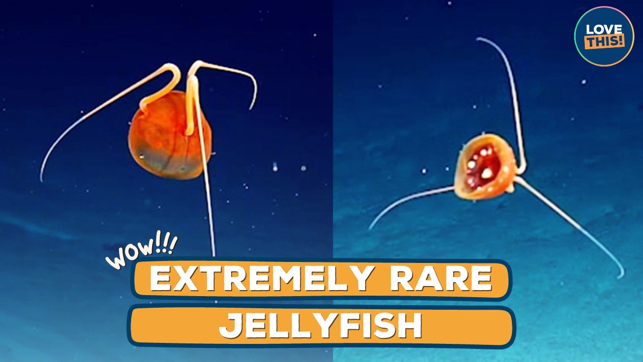 VERY RARE Jellyfish Caught on Camera!