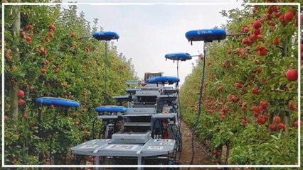 In Israel ernten Drohnen die Äpfel vom Baum