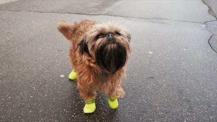 What’s Hiding Behind Your Dog’s Paws?