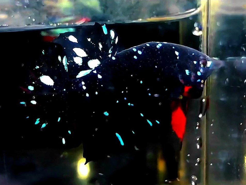 Betta Fish