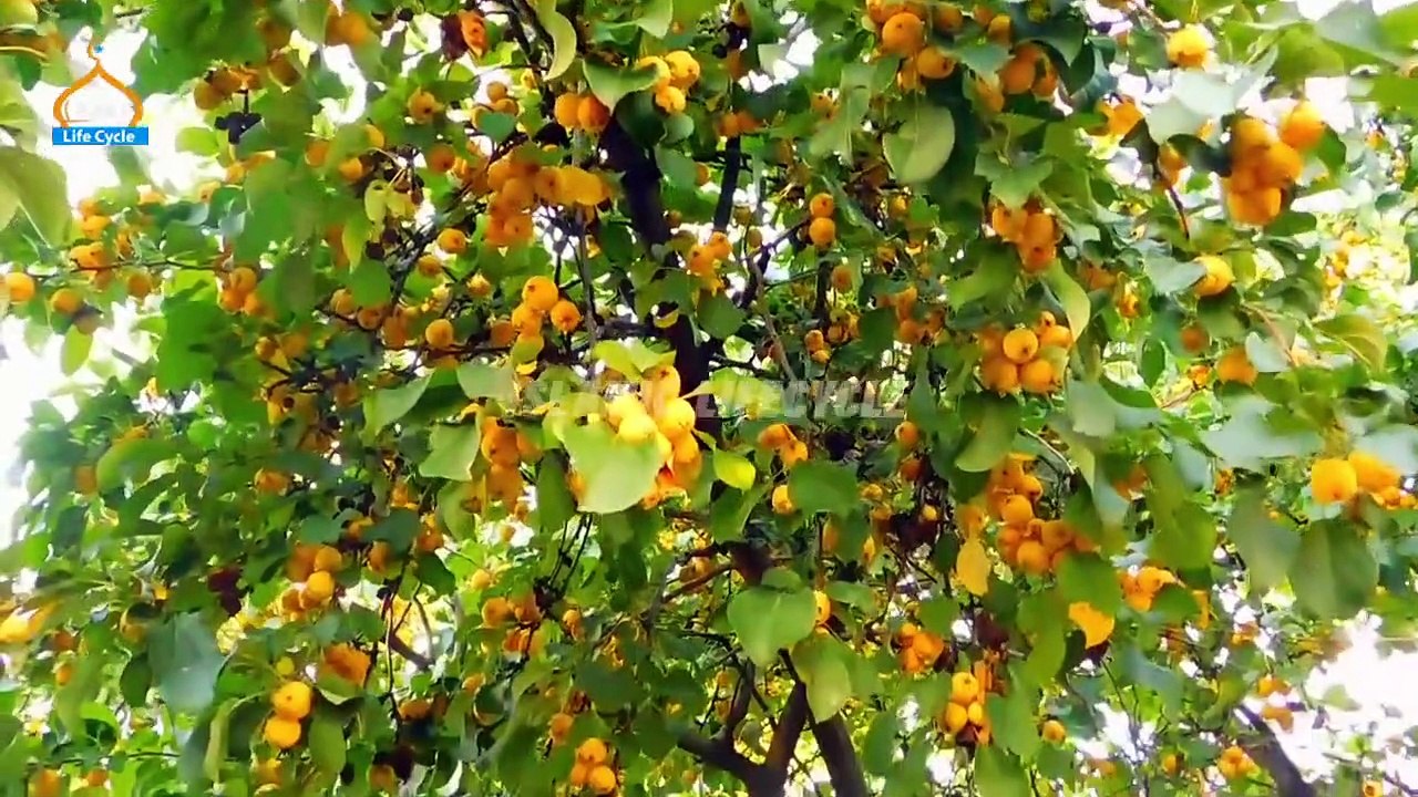 Qaum e Saba Ka Waqiya _ Allah Ka Azaab _ Islamic Stories _ Islamic LifeCycle