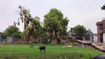 अयोध्या: विलुप्त हो रही गौरैया बनी आकर्षण का केंद्र, देखें पूरा विडियो...