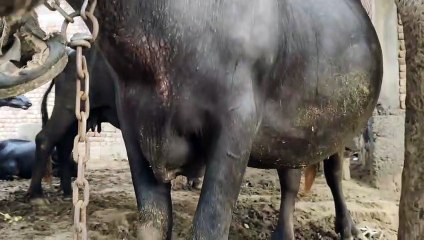 下载视频: पशुओं में बीमारी फैलने से पशुपालक परेशान, बचाने के लिए चिकित्सा विभाग से कर रहे मांग, देखे वीडियो