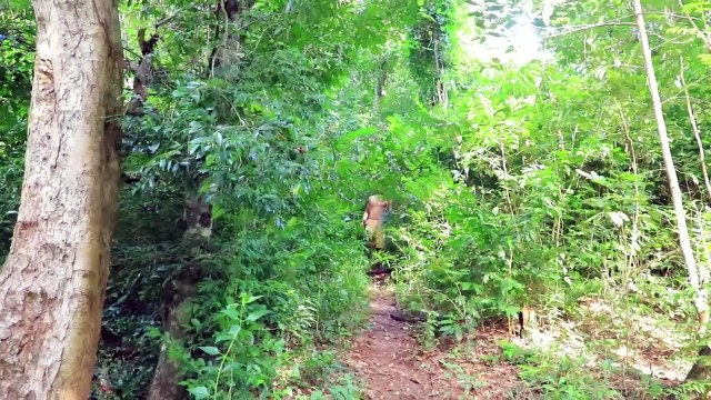 Floods inundate forests And papaya tree , Papaya fruit floating in water.