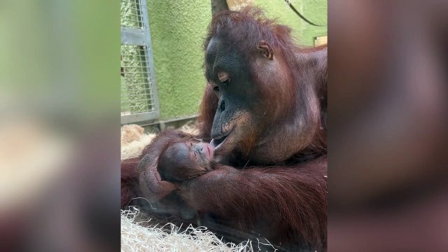 Baby orangutan born at Blackpool zoo