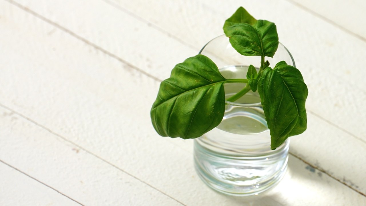 How to Harvest Basil