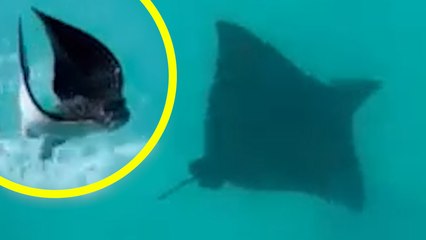 GIANT STINGRAY Captured JUMPING Out Of Water!