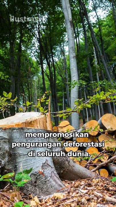 Luhut Ancam Eropa dan Alihkan Ekspor Minyak Kelapa Sawit ke Afrika