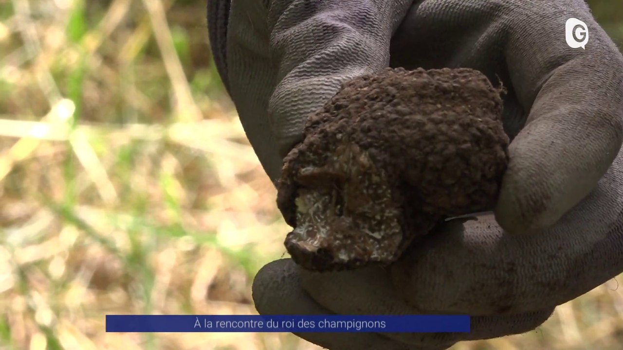 Reportage - À la rencontre du roi des champignons