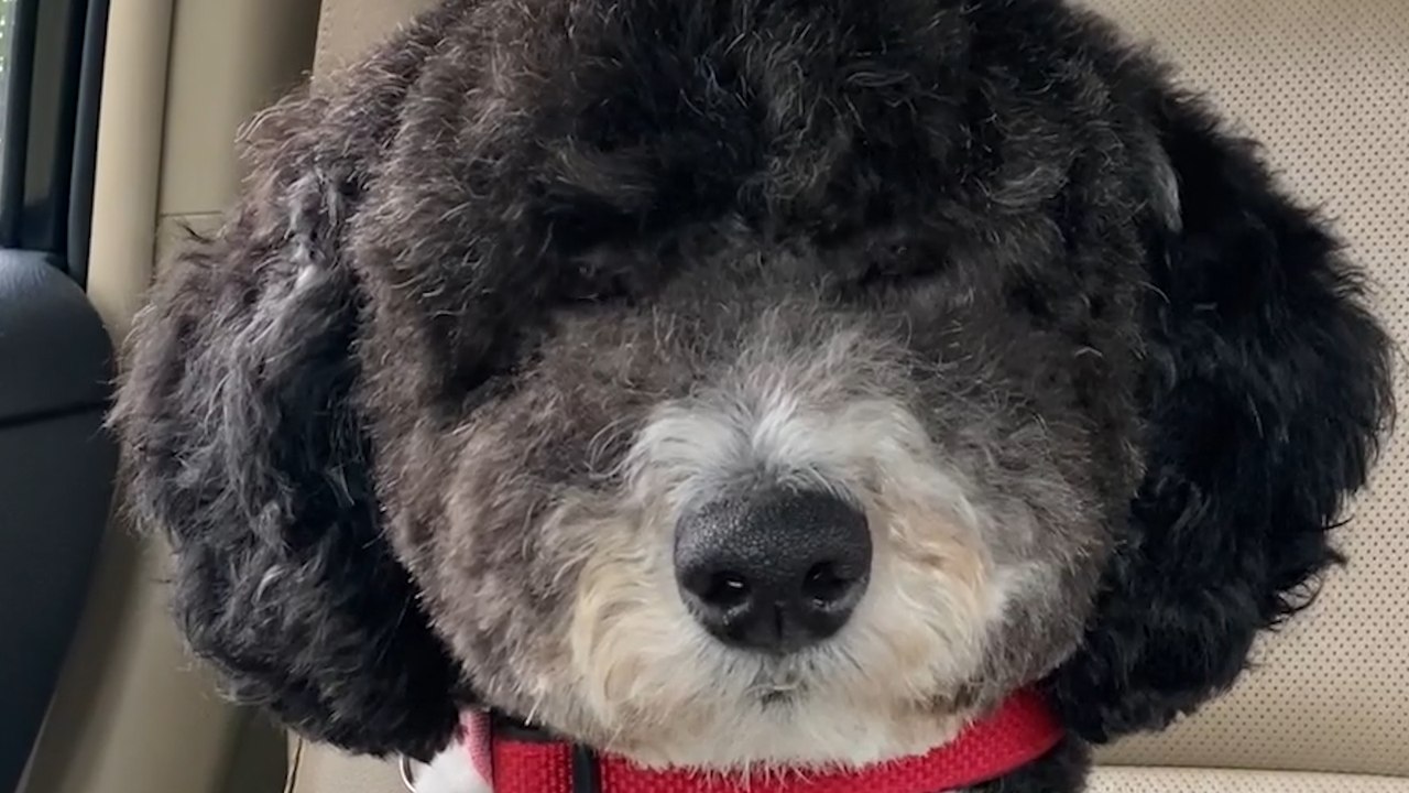 Sleepy Puppy Fights the URGE to NAP!