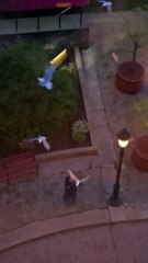 Seagulls Divebomb Pedestrians At Intersection