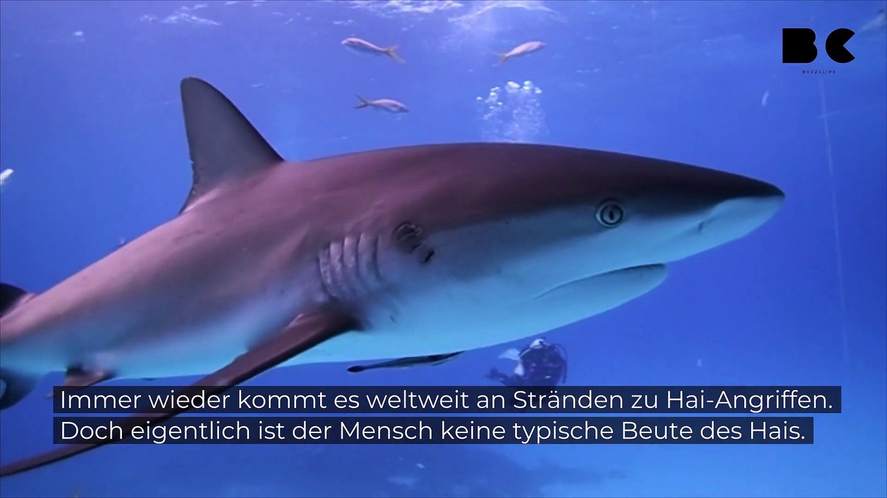 So überlebt man einen Hai-Angriff!