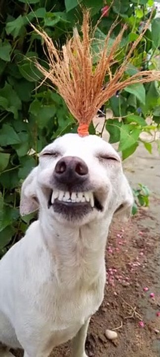 Dog Gives a Big Grin
