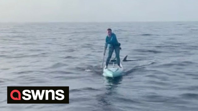 Woman paddleboarding across the ocean describes surreal moment hammerhead shark swims under her