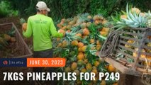 Pinya better believe it! Get 7 kilos of pineapples for P249 from Isabela farmers